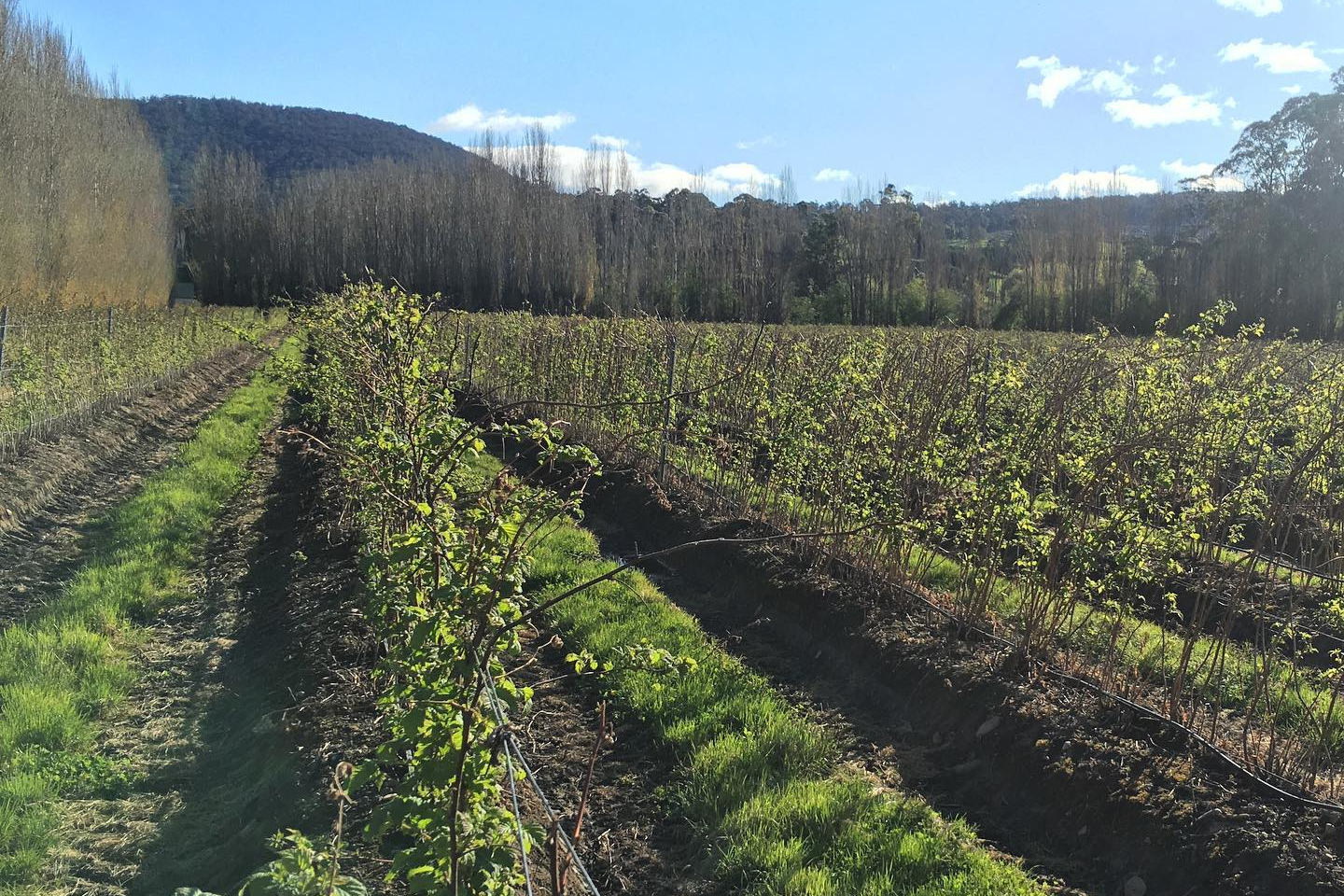 Westerway berry plants