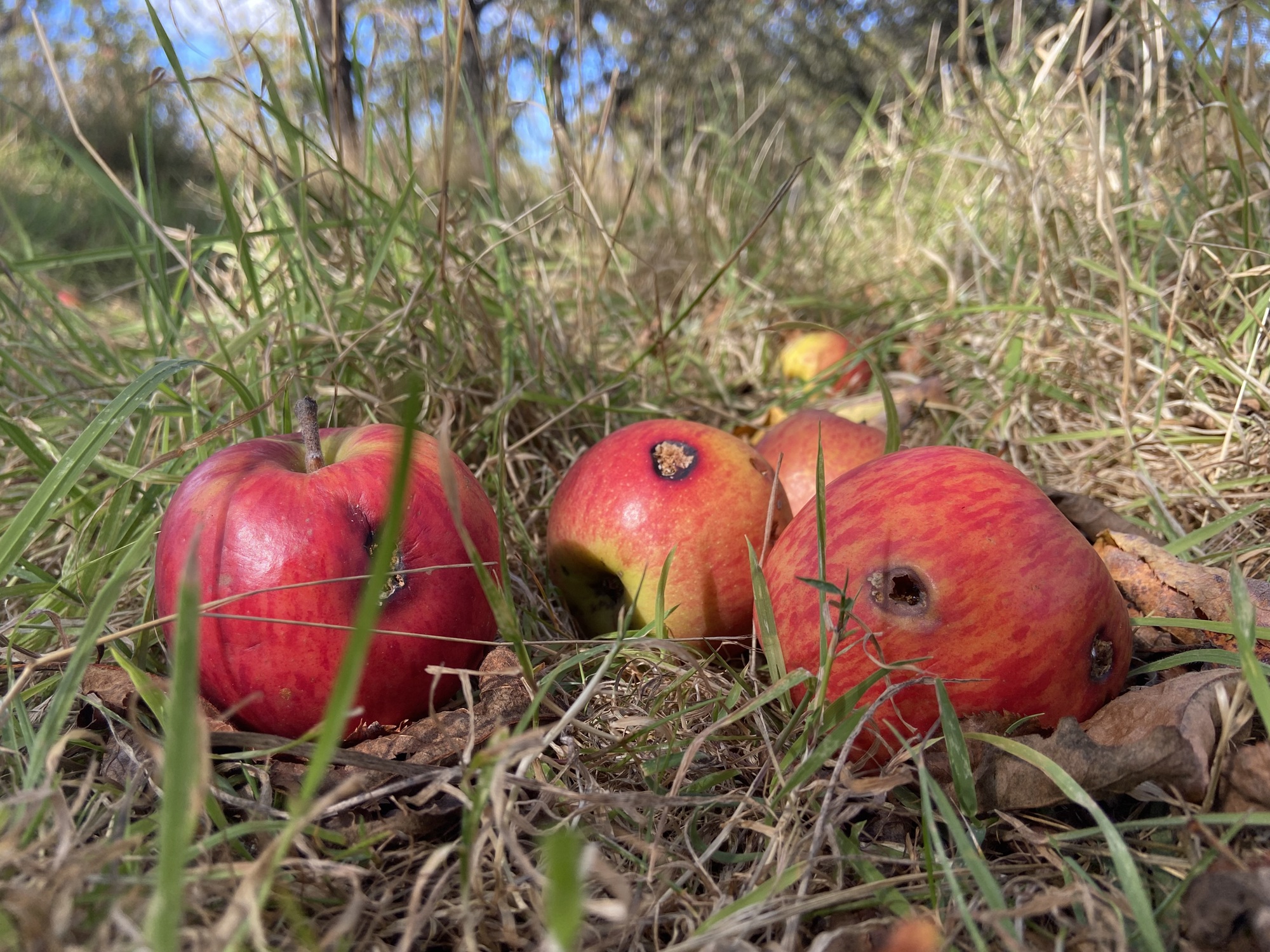 Abandoned or unmanaged orchards