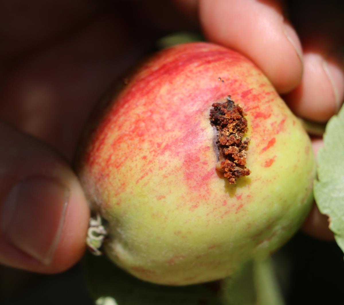 Apple with codling moth larvae frass