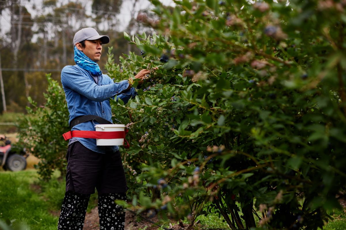 Worker picking blueberries