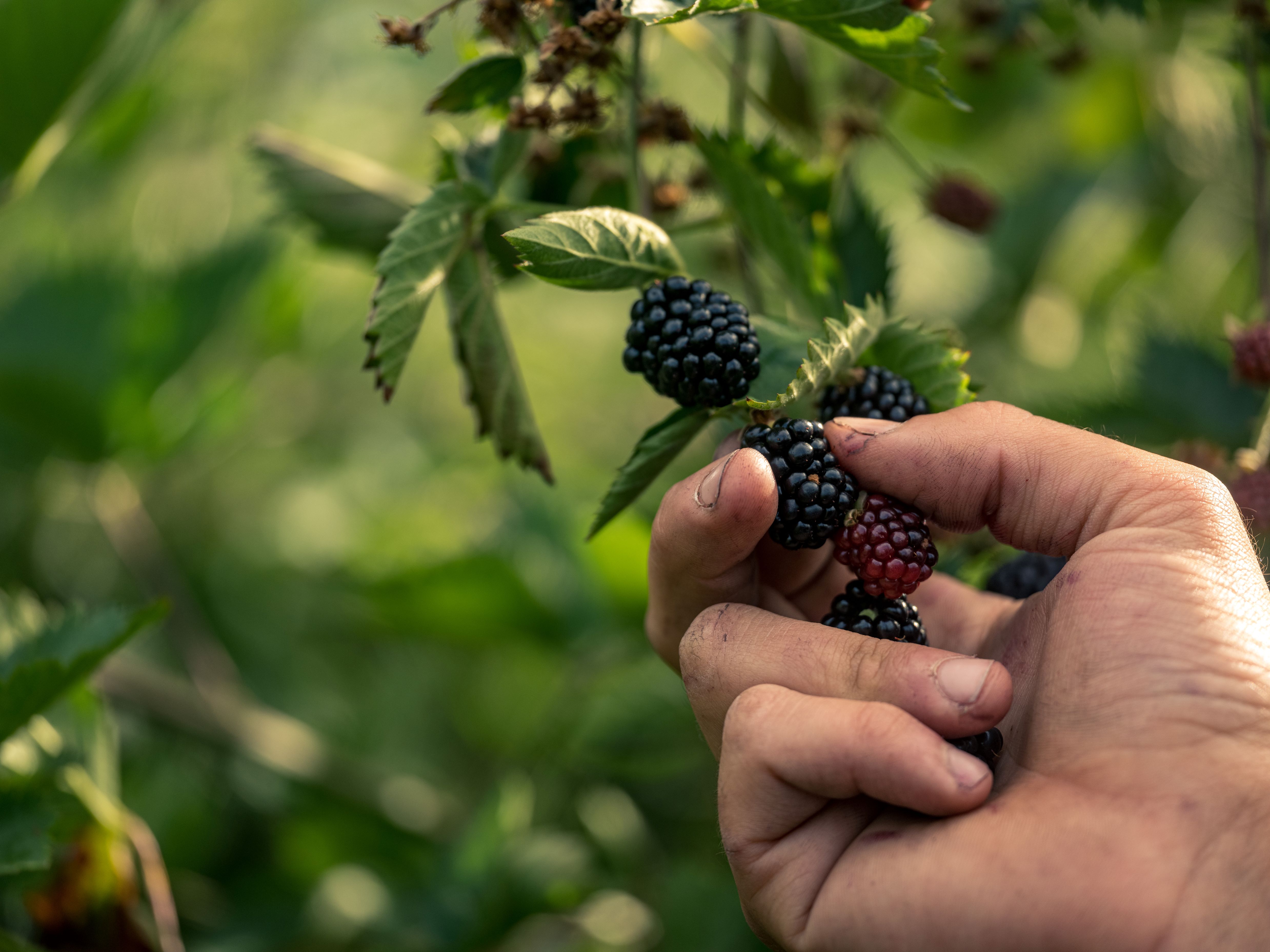 Picking blackberries wide angle 