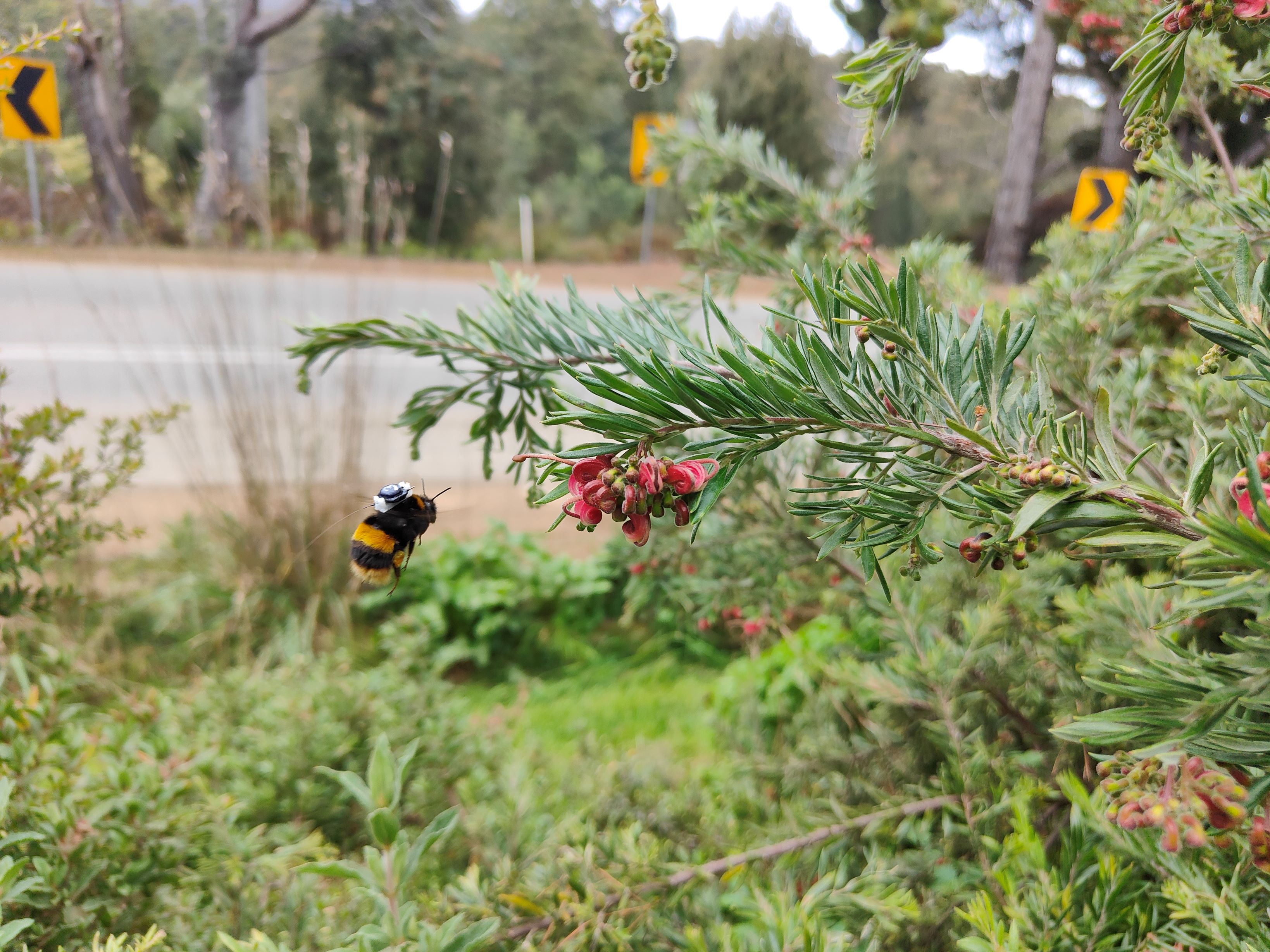 Bumblebee with transmitter