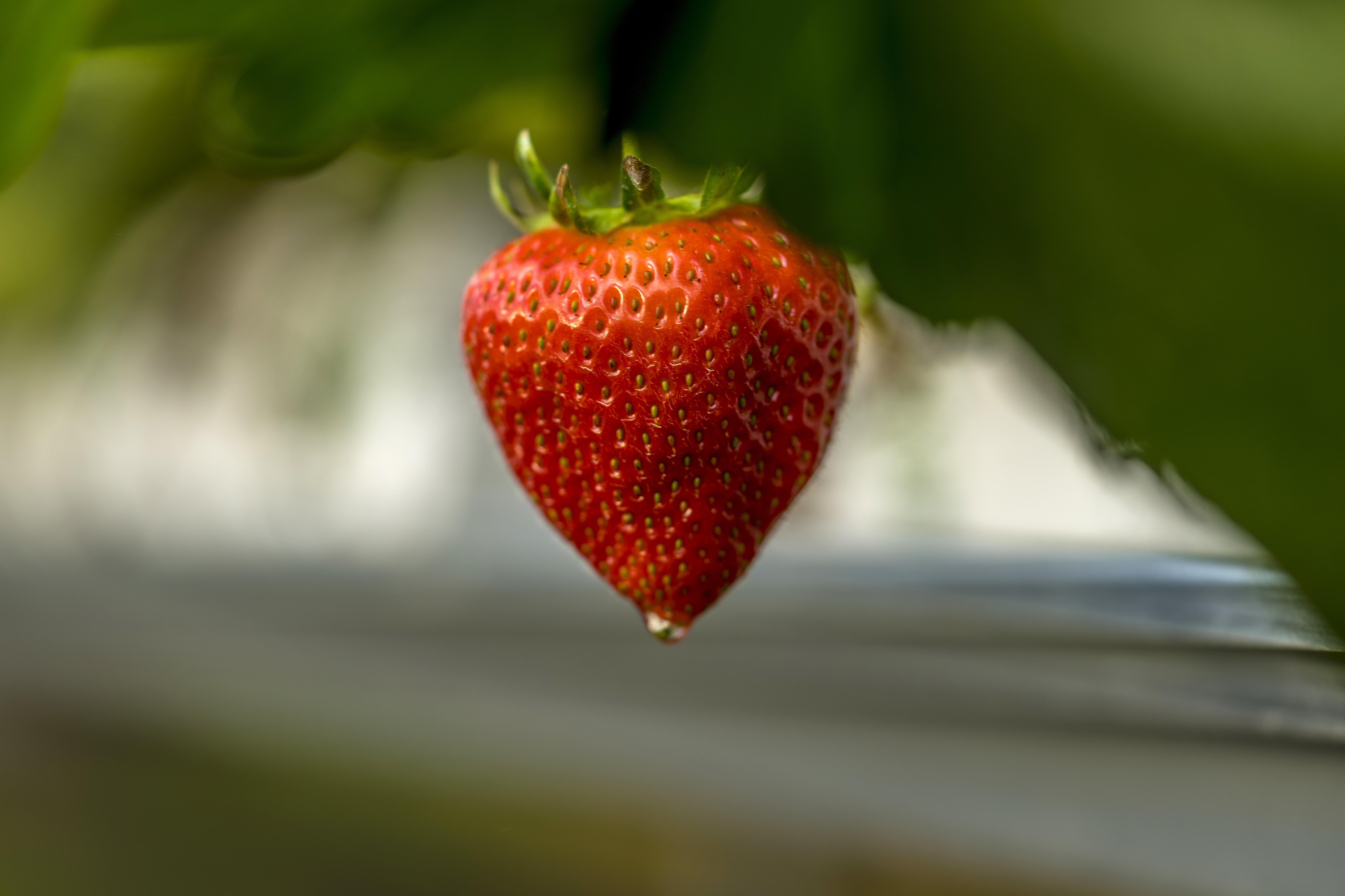 strawberry 2022