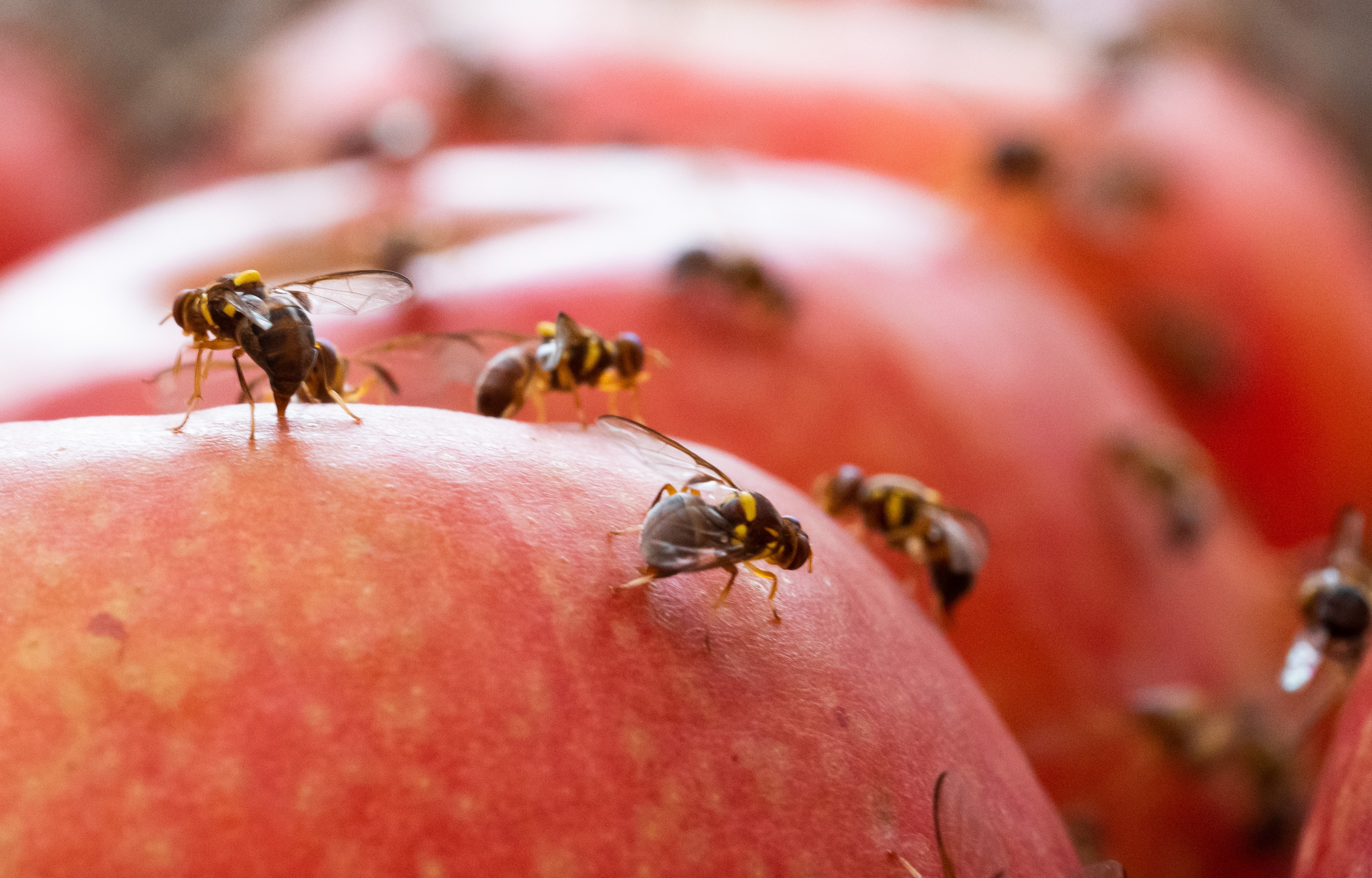 Fruit Fly on apple research trials