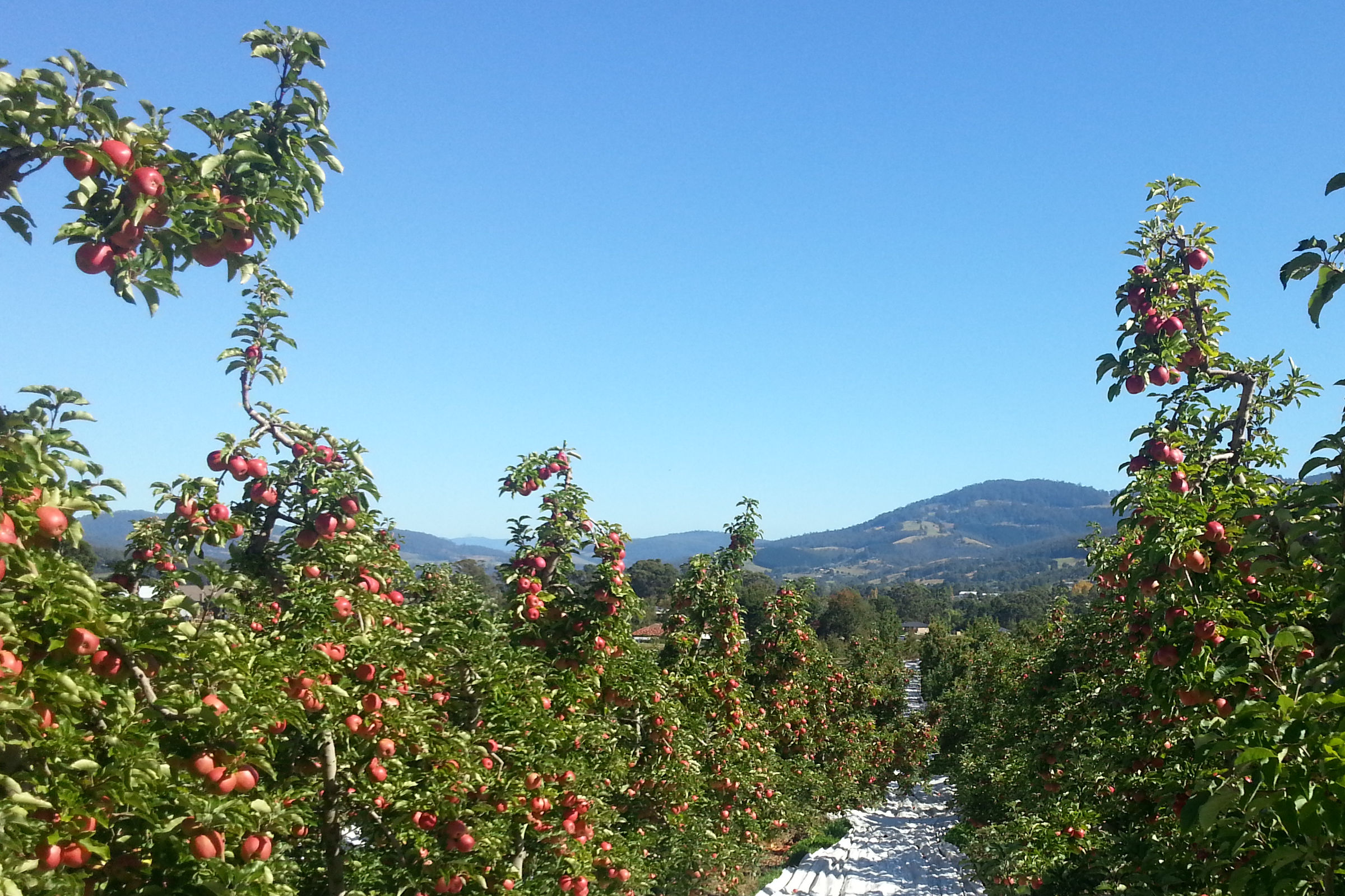 TAS apple orchard