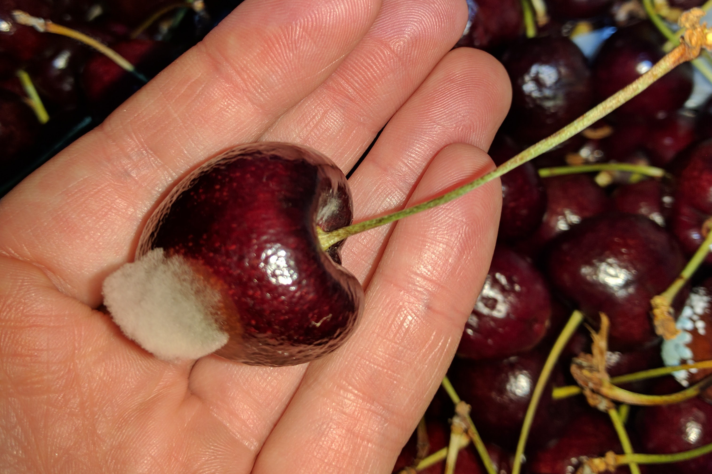 Botrytis on cherries