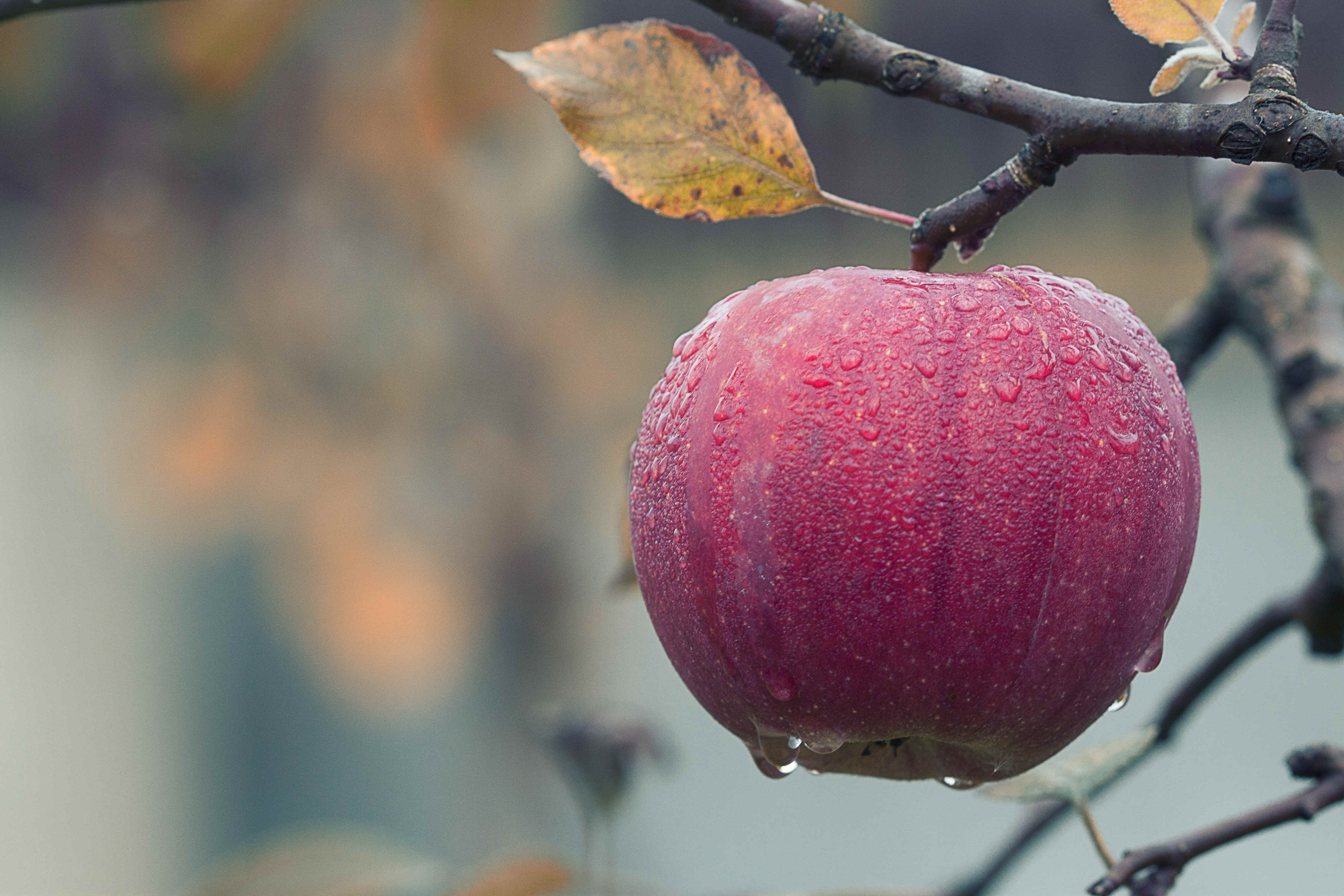 Header apple winter