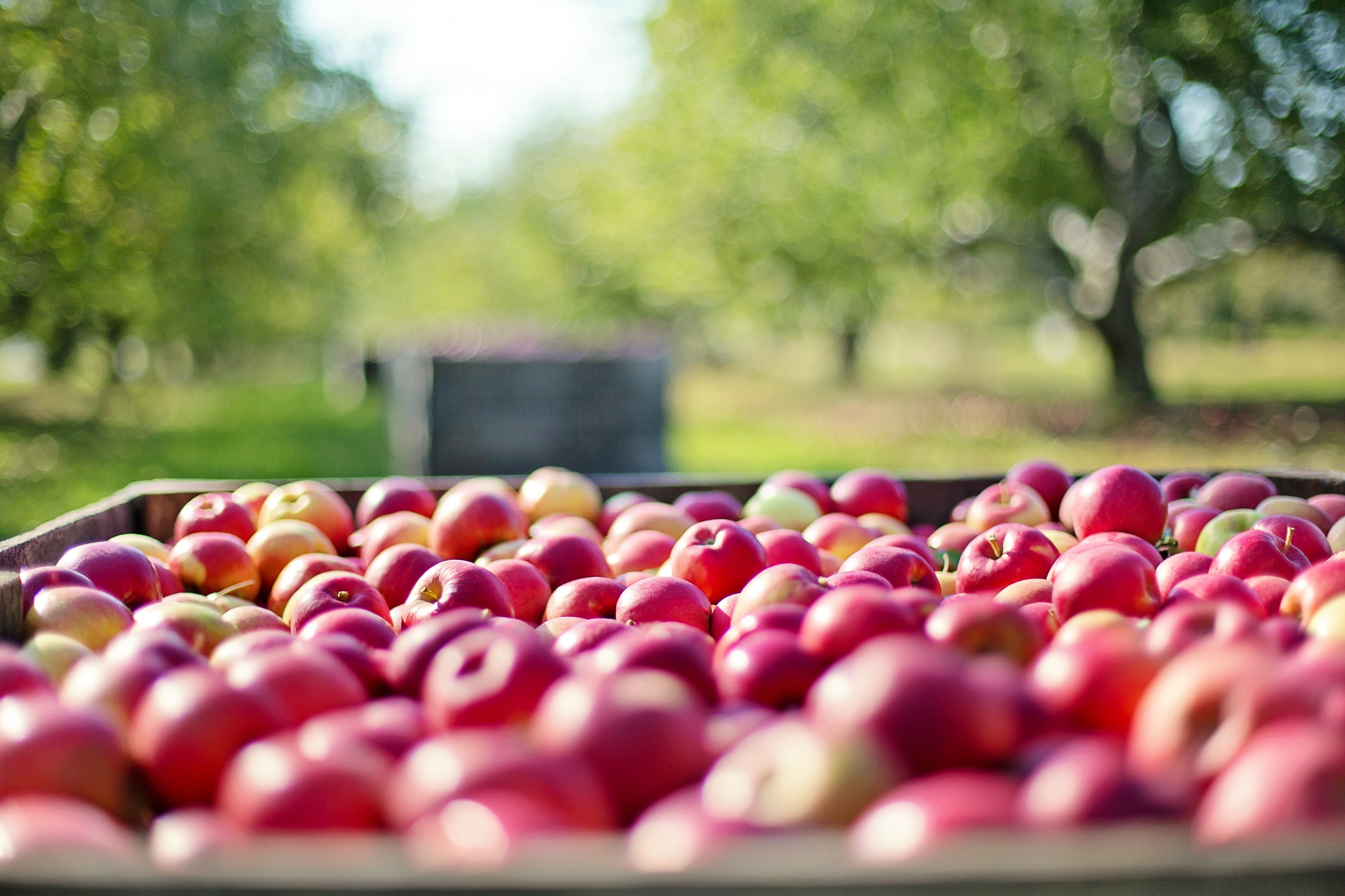 Apples header