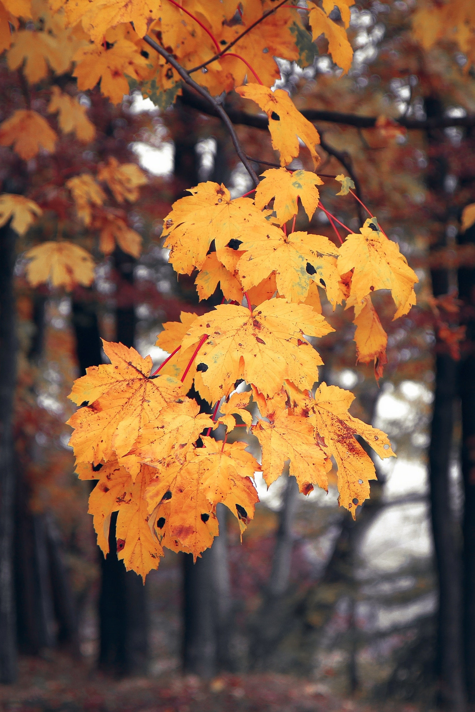 autumn leaves vertical