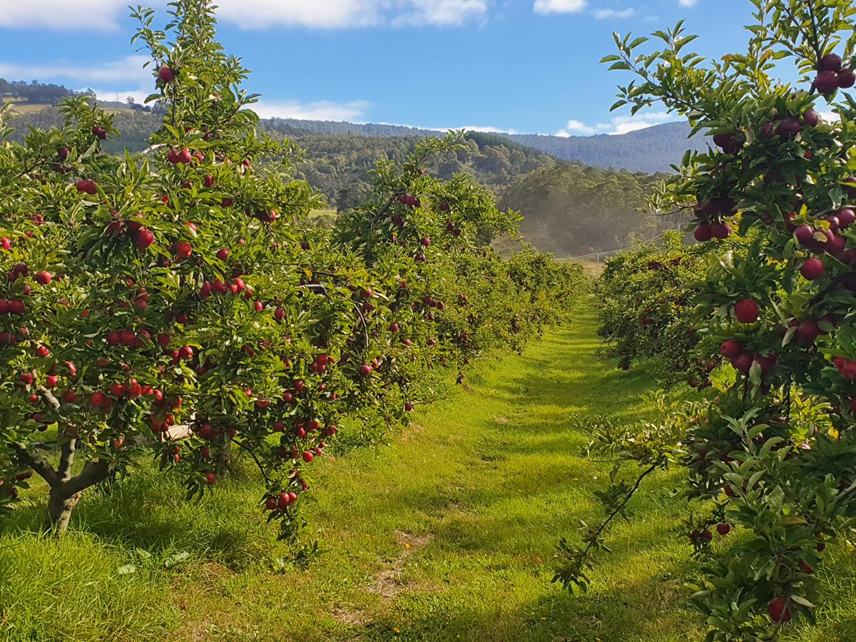 Rookwood Orchard