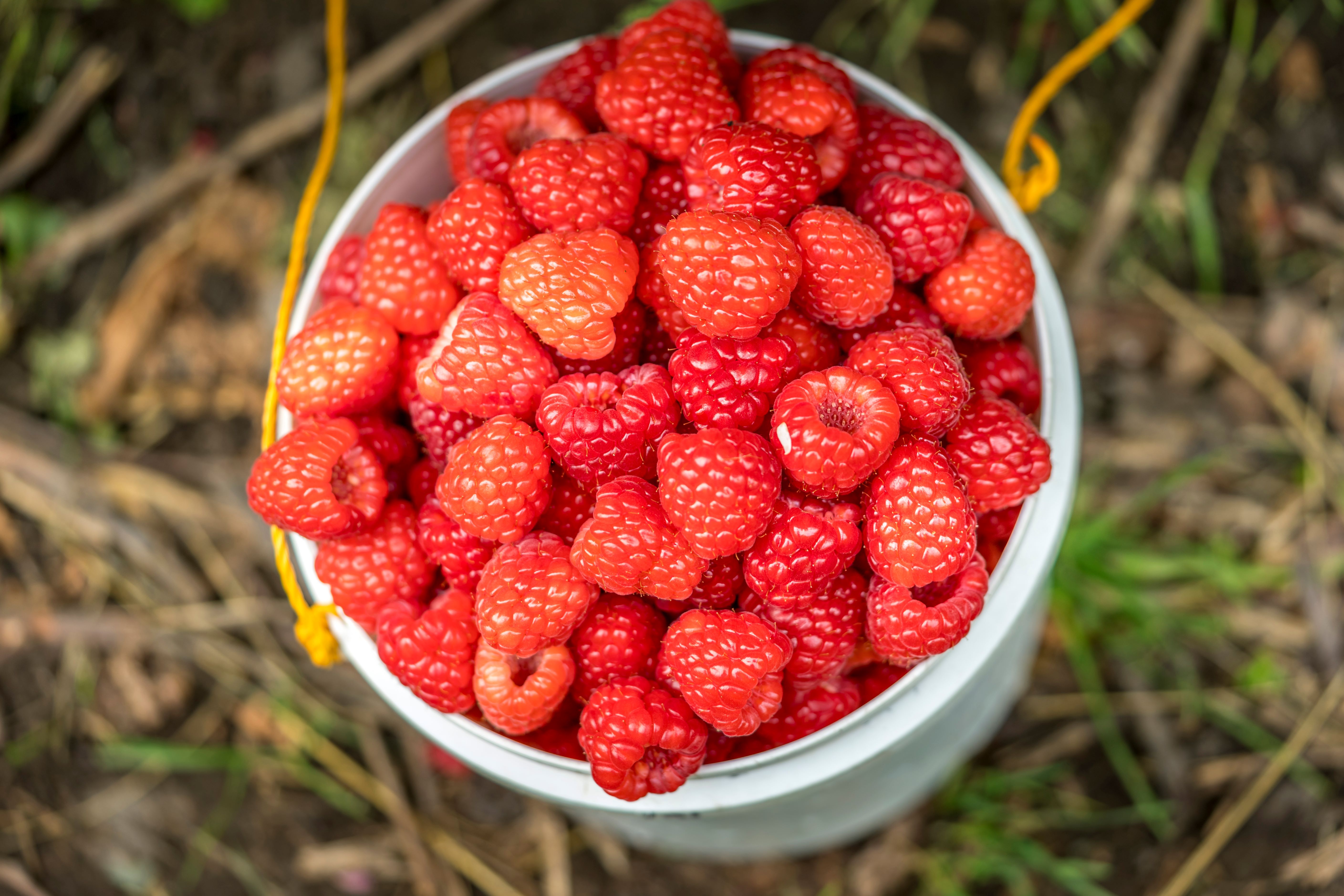 Raspberries in a bucket