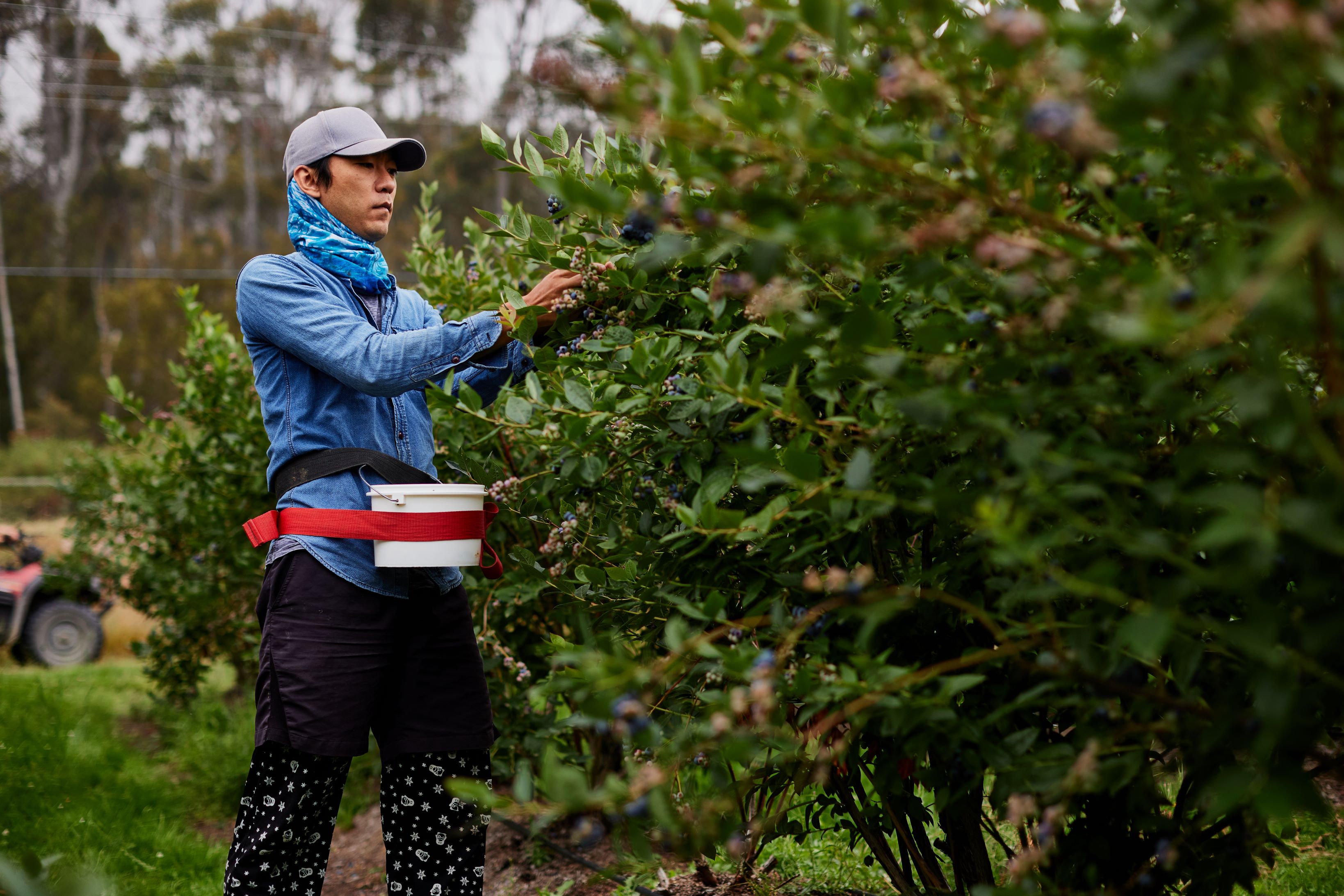 Blueberry harvest worker