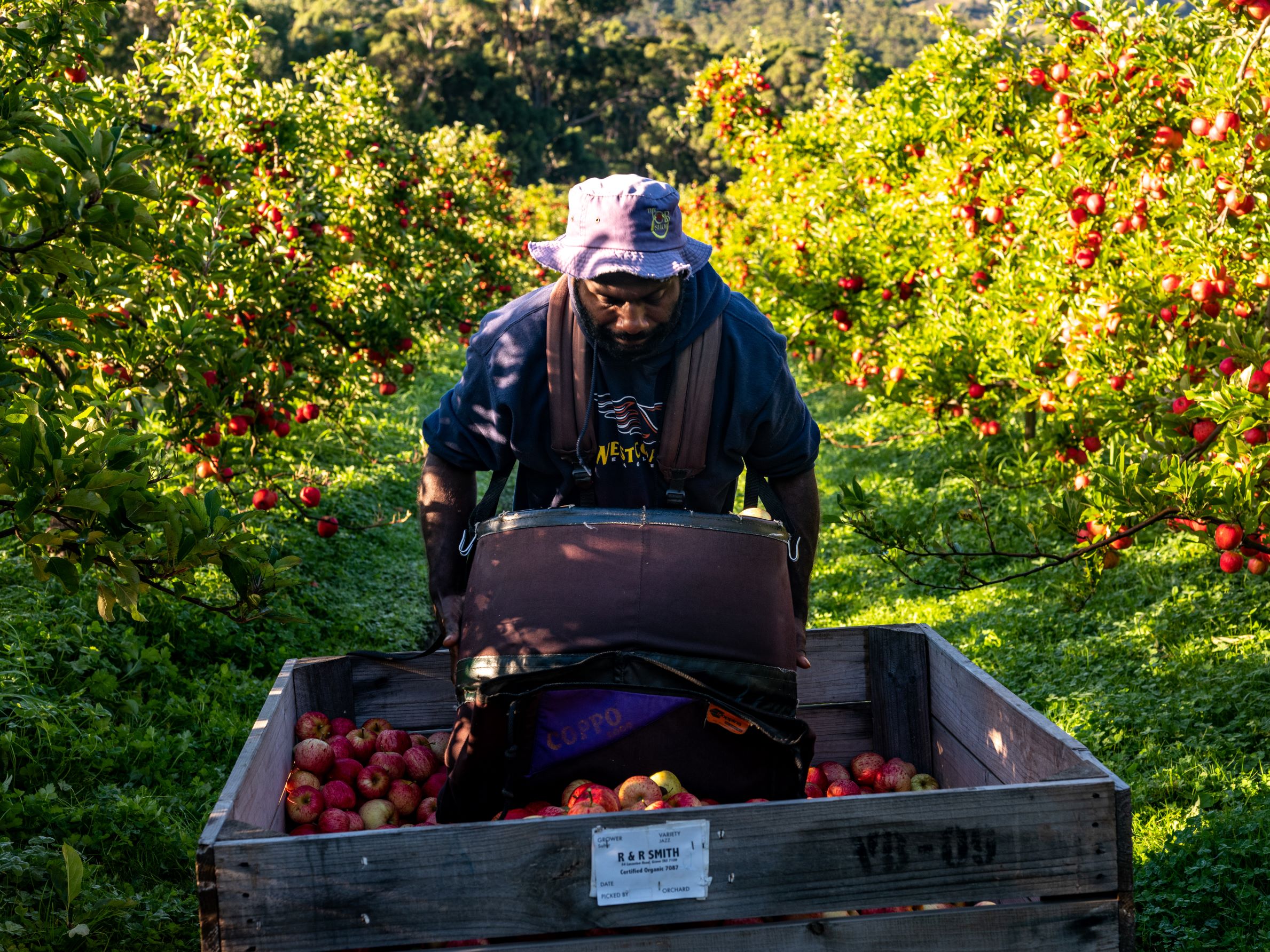 R&R Smith harvest - Pacific Island Apple Picker 