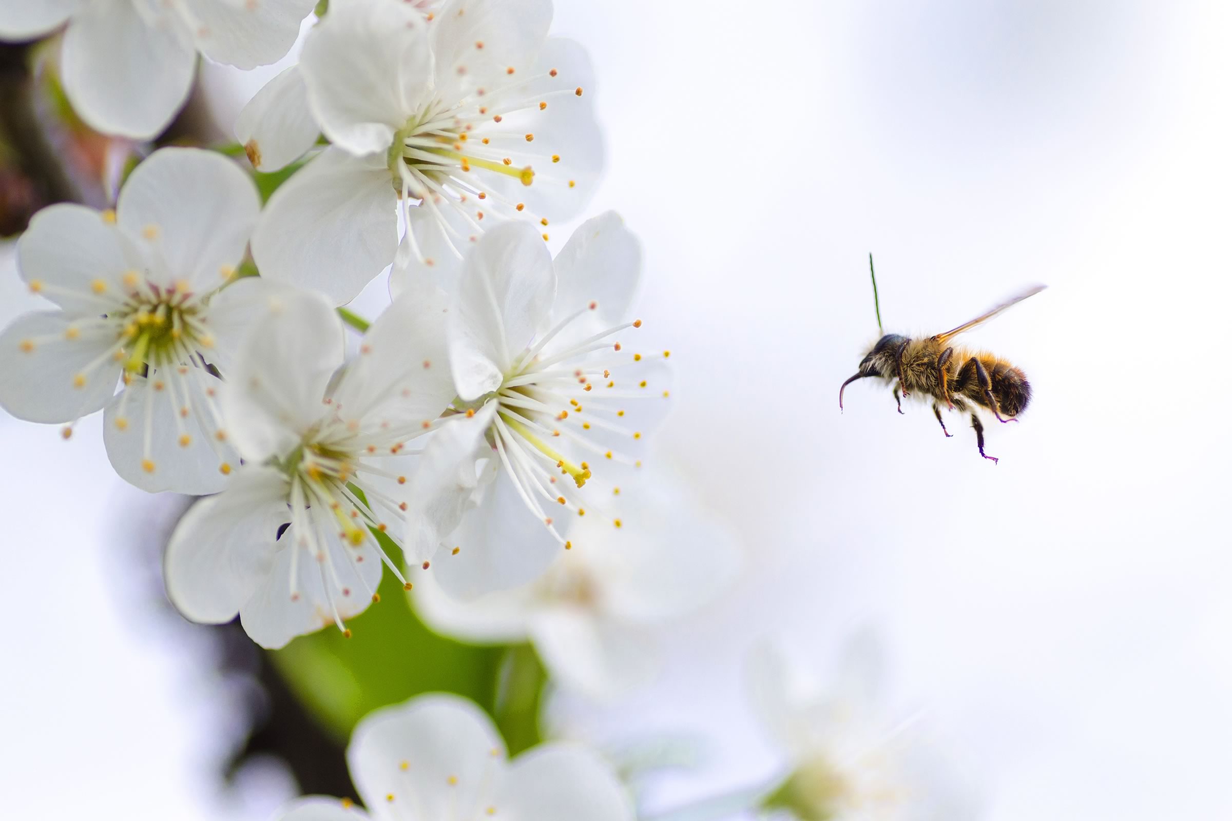 Pollination 