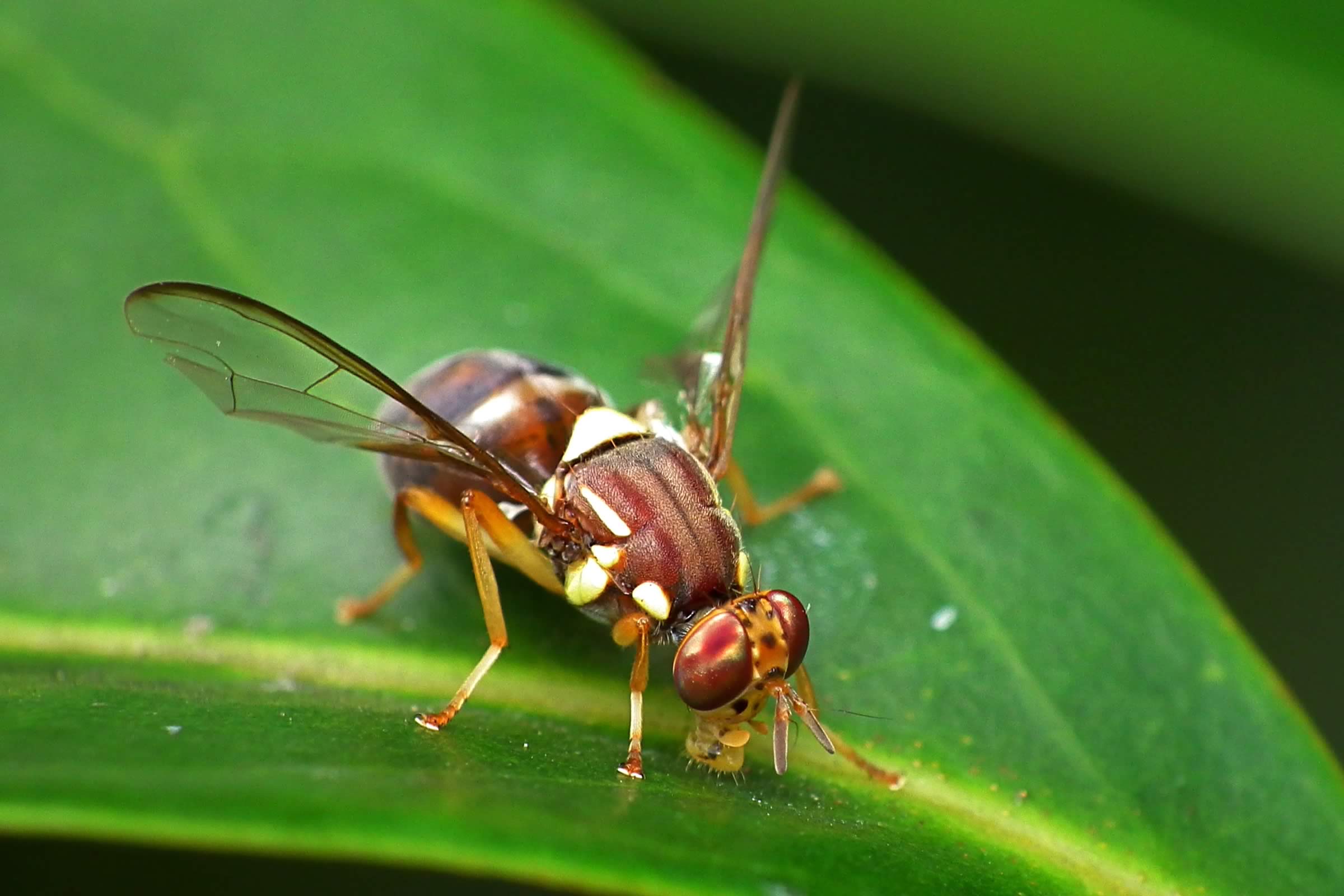 Queensland Fruit Fly – Bactrocera tryoni