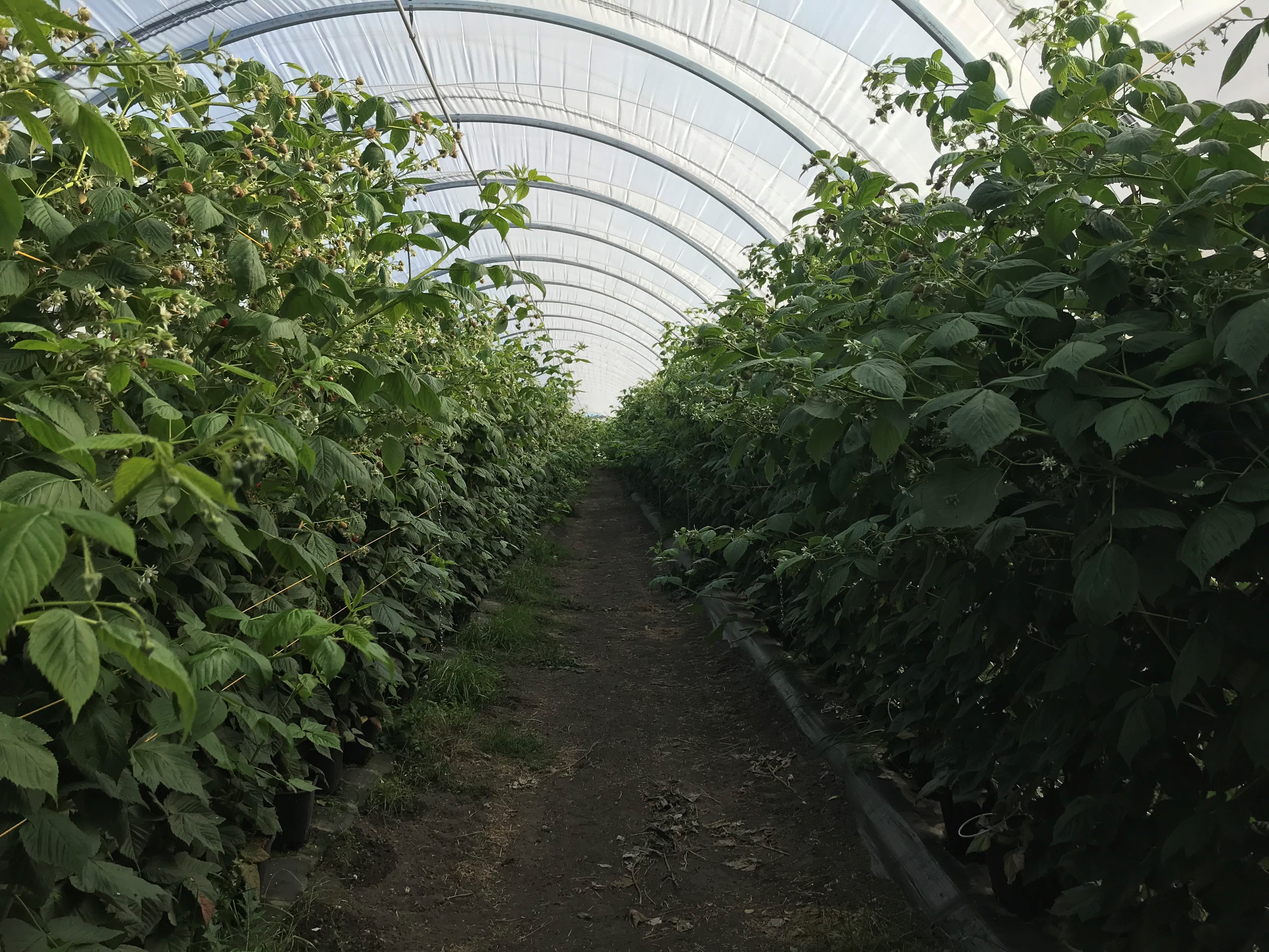 Raspberries in tunnels at Pinata Farms in Orielton